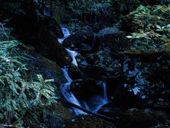 -天目山大树王景区