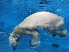 -珠海长隆海洋王国