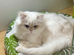 -青奢宠物·青奢猫舍