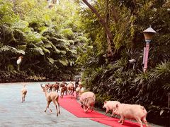 -广州长隆国际大马戏