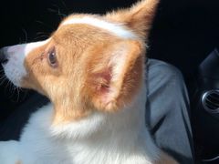 -翊宠yipet猫狗购宠庄园犬舍•猫舍