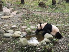 -都江堰中华大熊猫苑