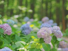 -上海滨江森林公园