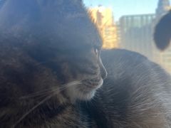 -Catmate·猫肥家润(金润铂宫店)