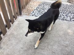-柴犬高等学院·狗咖·柴犬售卖·宠物训练