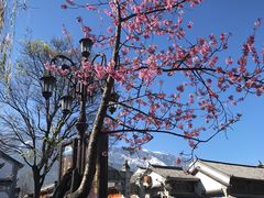 -YLK云南小粒咖啡·云里咖(二号店)