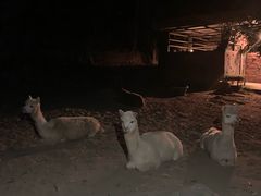 -清迈夜间动物园