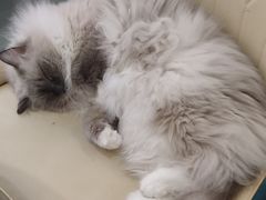-安格丽娜·狗咖·猫咖羊驼咖(春熙路百盛商场店)