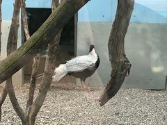 -青藏高原野生动物园