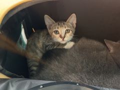 -佳雯宠物医院·皮肤科·内外科(春晓路分院)