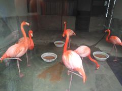 景点-成都动物园