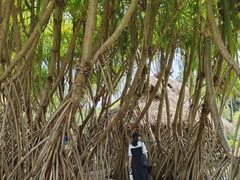 -中国科学院西双版纳热带植物园