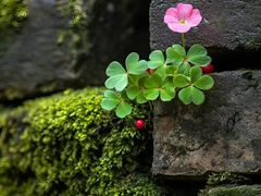 -上海佘山国家森林公园天马山园