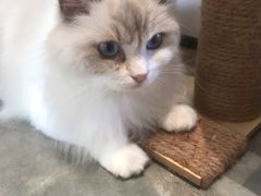 -瞄一喵猫咖(格力海岸店)