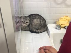 -李小姐の猫咖啡馆(五角场店)