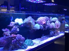 -1013 PET SHOP精品宠物商店(丁香店)