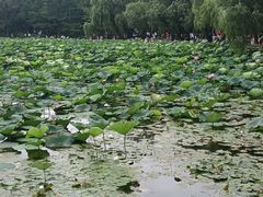 -长春市南湖公园