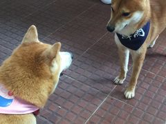 -柴犬高等学院·狗咖·柴犬售卖·宠物训练