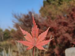 -梁鸿国家湿地公园