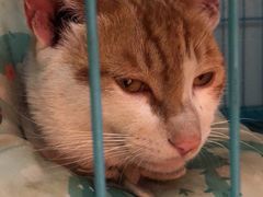 -高德24h动物医院