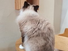 -藏猫猫咖啡主题馆(中央大道店)