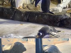 -海合安成都极地海洋公园