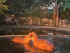 -清迈夜间动物园