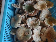 -宣威山野人家·云南菜·菌火锅(金碧店)