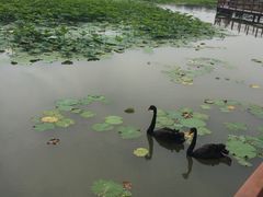 -白洋淀景区
