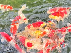 -香麒园·过桥米线·南湖雅宴