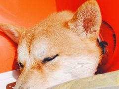 -瑞派宠物医院·犬猫全科·猫友好(宾水西道店)