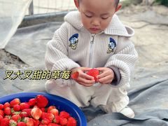 -小鱼草莓采摘园农家乐·小鱼餐厅