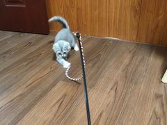 -楼上猫咖(罗湖店)