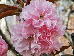 -高东镇樱花园
