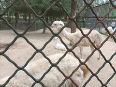 -宿豫区运河湾森林动物园