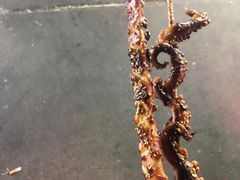 -大学城夜市大排档(凤栖路店)