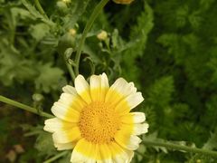 -庞各庄翠芳园西瓜蔬菜基地采摘园