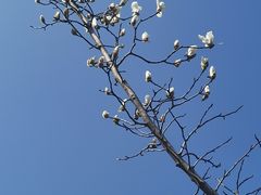 -重元寺香积厨素斋馆