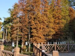 -番禺大夫山森林公园