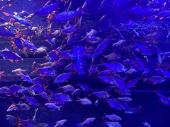 -成都浩海立方海洋公园