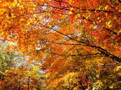 -丹东天桥沟景区