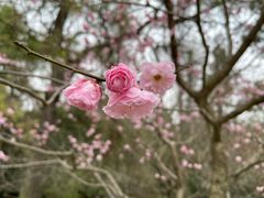 -梅花山(明孝陵内)