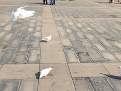 -天津妈祖文化园