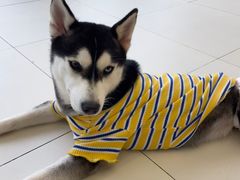 -怪兽屋·羊驼·猫咖·狗咖(俊华广场店)