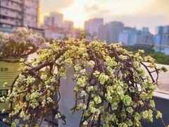 -拖板鞋咖啡旅行酒店(春熙路地铁站店)