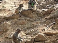 -石家庄市动物园