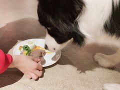 -百好乐宠物友好餐厅(朝外大街店)