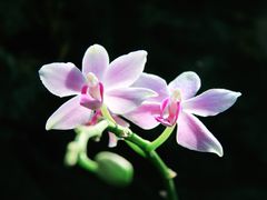 -北京植物园-展览温室