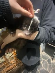 -Zoolung Zoolung动物主题公园(海信广场店)