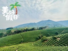 -白茶原·一片叶子